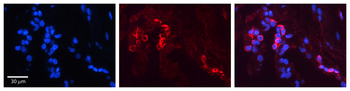 GSN Rabbit Polyclonal Antibody