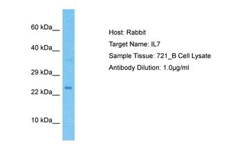 IL7 Rabbit Polyclonal Antibody
