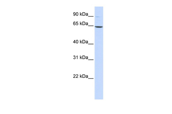 LTA4H Rabbit Polyclonal Antibody