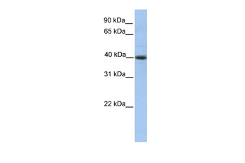 PELI3 Rabbit Polyclonal Antibody