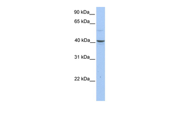 PELI3 Rabbit Polyclonal Antibody