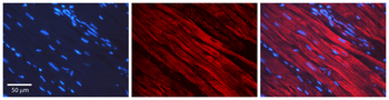 Gfap Rabbit Polyclonal Antibody