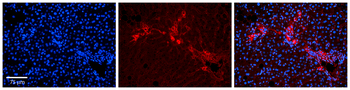 ETF1 Rabbit Polyclonal Antibody