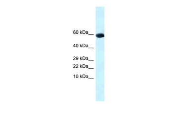 Gdf10 Rabbit Polyclonal Antibody