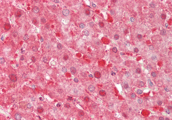 TXN2 Rabbit Polyclonal Antibody