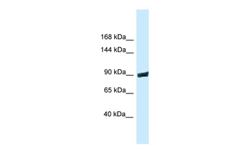 Dnm3 Rabbit Polyclonal Antibody