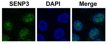 SENP3 Rabbit Polyclonal Antibody