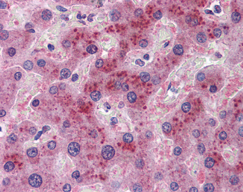 FGF21 Rabbit Polyclonal Antibody
