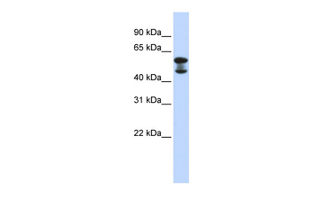 EHD4 Rabbit Polyclonal Antibody