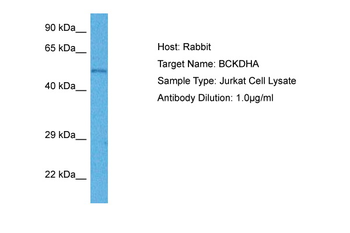 BCKDHA Rabbit Polyclonal Antibody