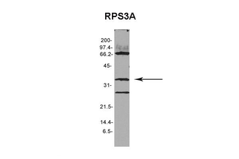 RPS3A Rabbit Polyclonal Antibody