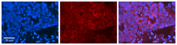 MAPK3 Rabbit Polyclonal Antibody