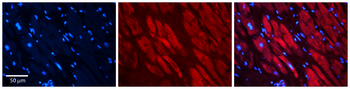 RAD23B Rabbit Polyclonal Antibody
