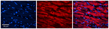 MSRA Rabbit Polyclonal Antibody