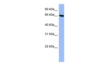 SHC3 Rabbit Polyclonal Antibody