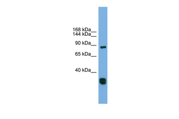 FSTL5 Rabbit Polyclonal Antibody