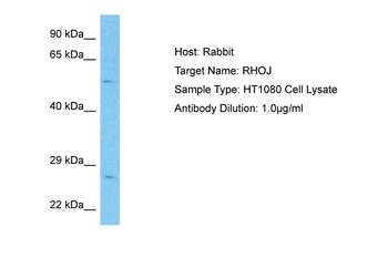 RHOJ Rabbit Polyclonal Antibody
