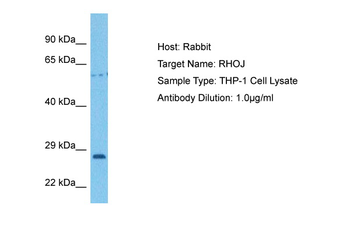RHOJ Rabbit Polyclonal Antibody
