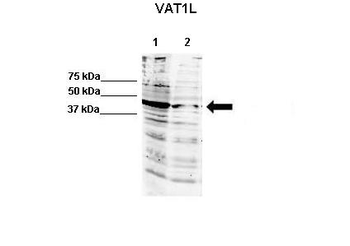 Vat1l Rabbit Polyclonal Antibody