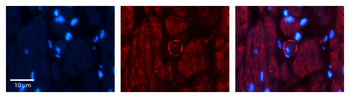 PLSCR1 Rabbit Polyclonal Antibody