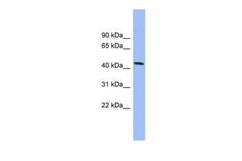 NECAB3 Rabbit Polyclonal Antibody