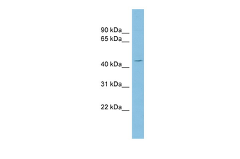 NECAB3 Rabbit Polyclonal Antibody