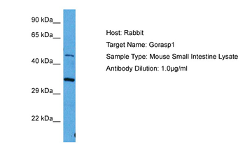 GORASP1 Rabbit Polyclonal Antibody