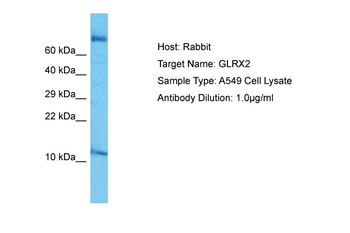 GLRX2 Rabbit Polyclonal Antibody