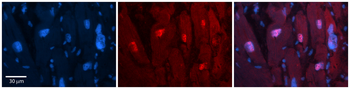 Arih2 Rabbit Polyclonal Antibody