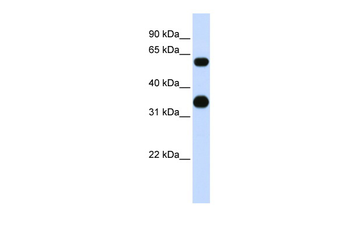 CEBPA Rabbit Polyclonal Antibody