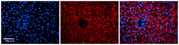 APEX1 Rabbit Polyclonal Antibody