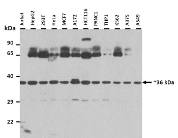 MAFB Rabbit Polyclonal Antibody
