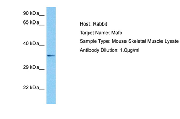 MAFB Rabbit Polyclonal Antibody