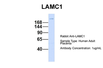 LAMC1 Rabbit Polyclonal Antibody