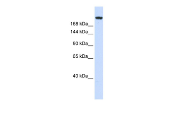LAMC1 Rabbit Polyclonal Antibody