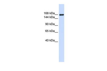 LAMC1 Rabbit Polyclonal Antibody