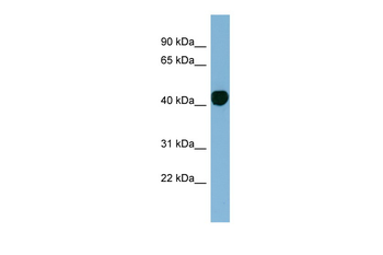H2AFY Rabbit Polyclonal Antibody