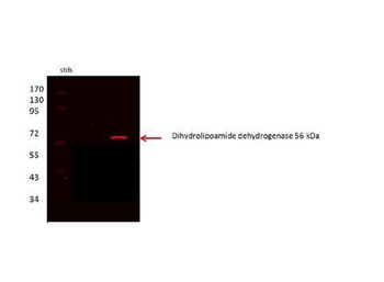 DLD Rabbit Polyclonal Antibody