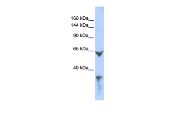 LRP1 Rabbit Polyclonal Antibody