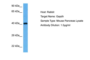 GAPDH Rabbit Polyclonal Antibody