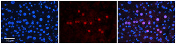 GNL3L Rabbit Polyclonal Antibody