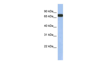GNL3L Rabbit Polyclonal Antibody