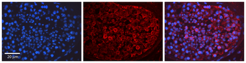 MAPK1 Rabbit Polyclonal Antibody