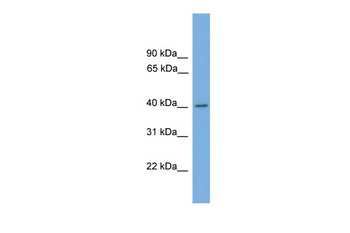 MAPK1 Rabbit Polyclonal Antibody