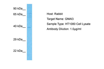 GNAI3 Rabbit Polyclonal Antibody
