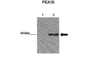 PEA15 Rabbit Polyclonal Antibody