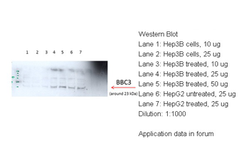 BBC3 Rabbit Polyclonal Antibody