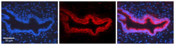 ICAM1 Rabbit Polyclonal Antibody