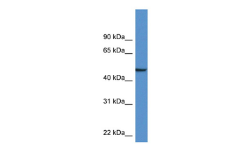 Nptx1 Rabbit Polyclonal Antibody