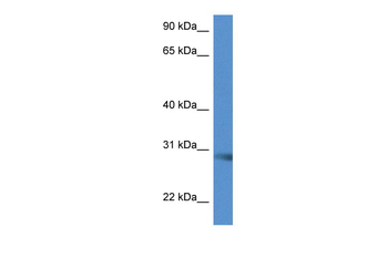 Scamp5 Rabbit Polyclonal Antibody